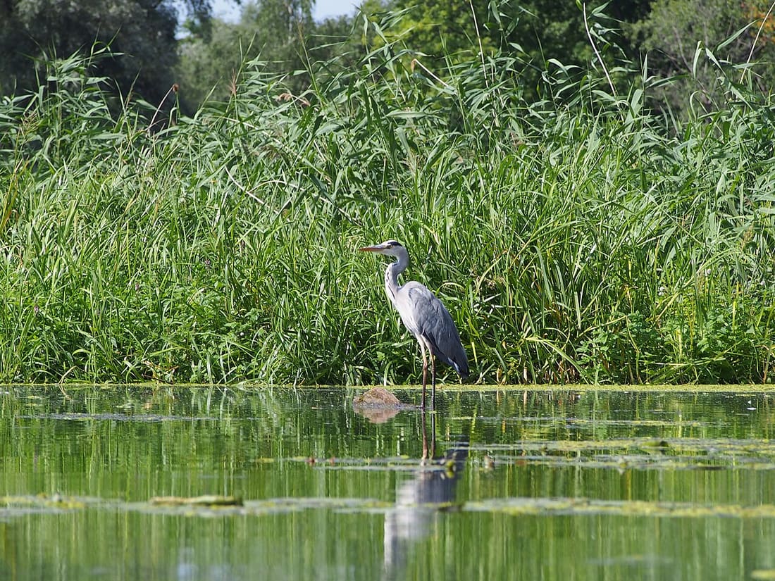 アオサギの写真