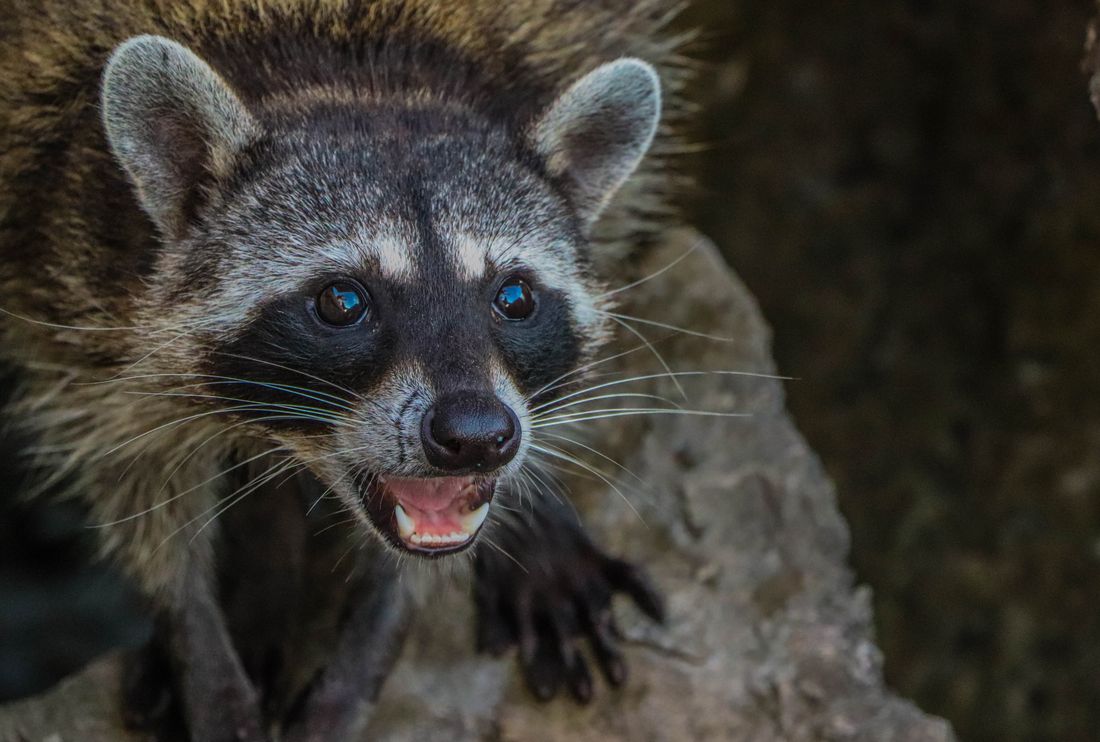 アライグマの写真