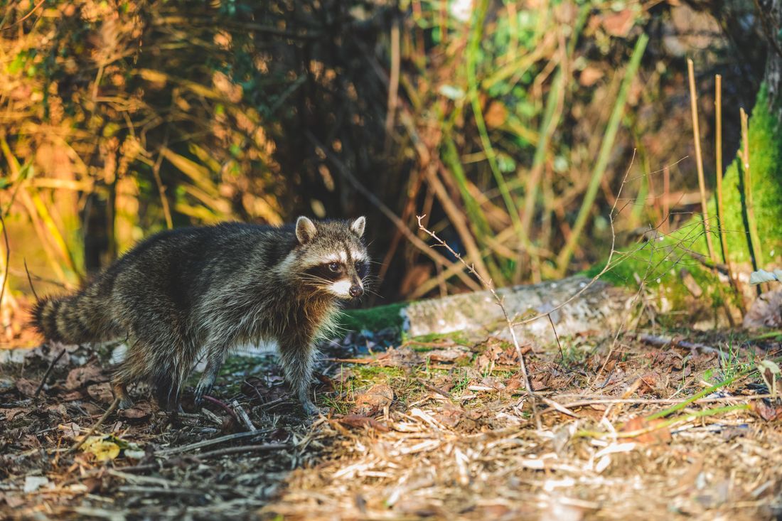 アライグマの写真