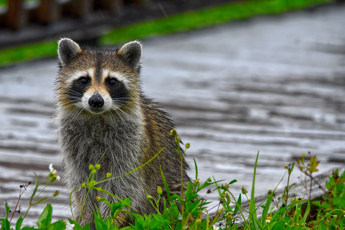 アライグマの写真