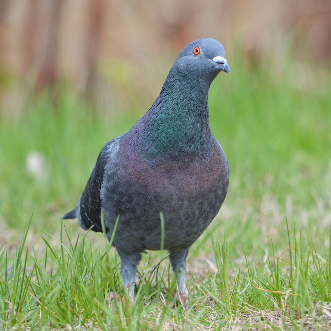 ドバト（カワラバト）の写真