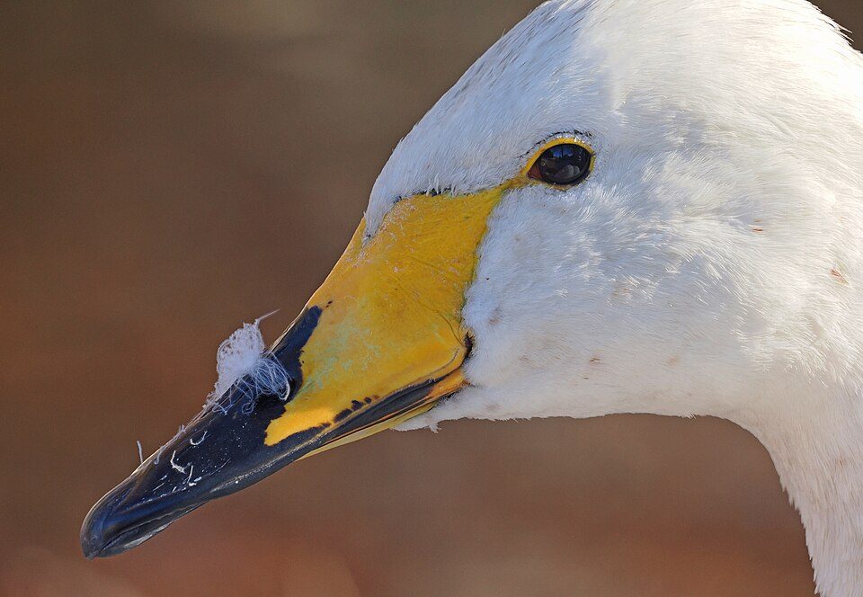 ハクチョウの写真
