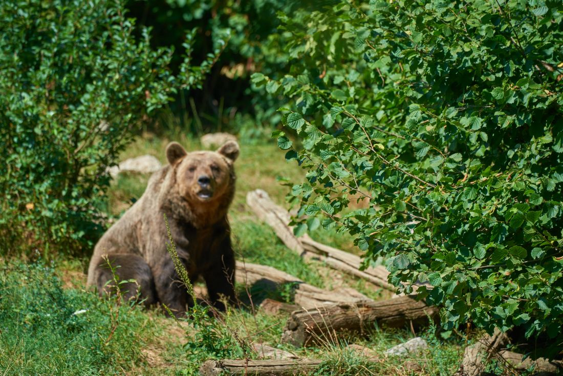 ヒグマの写真