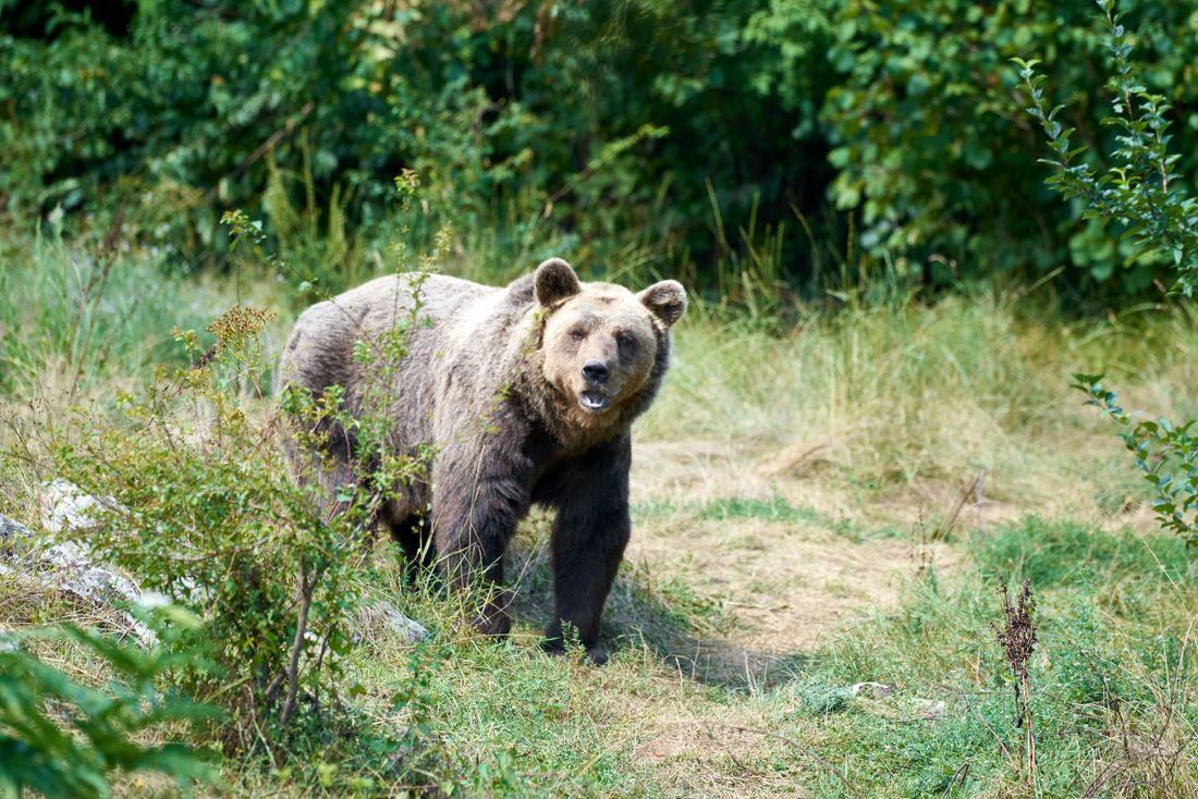 ヒグマの写真