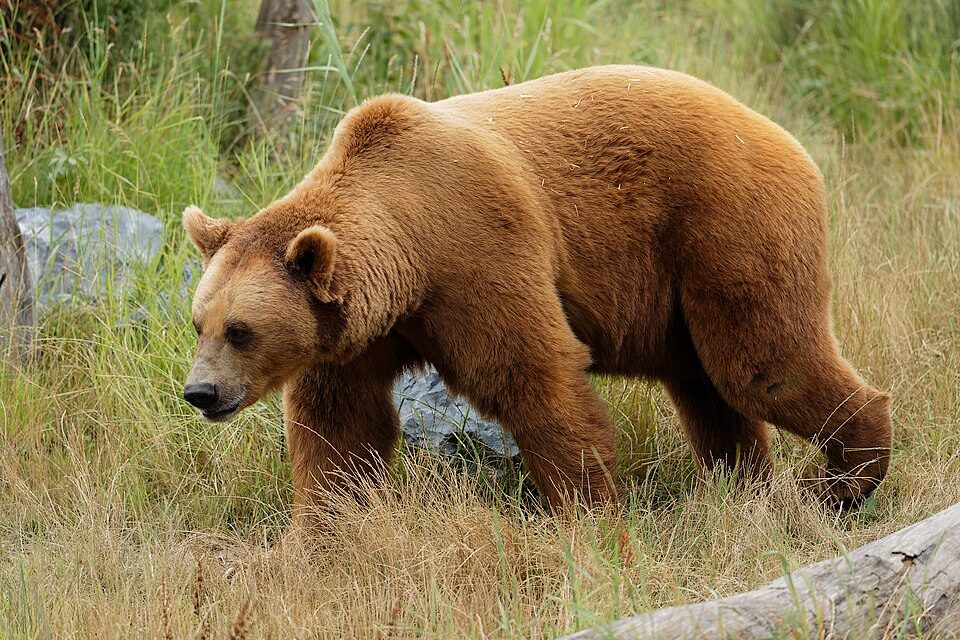 ヒグマの写真