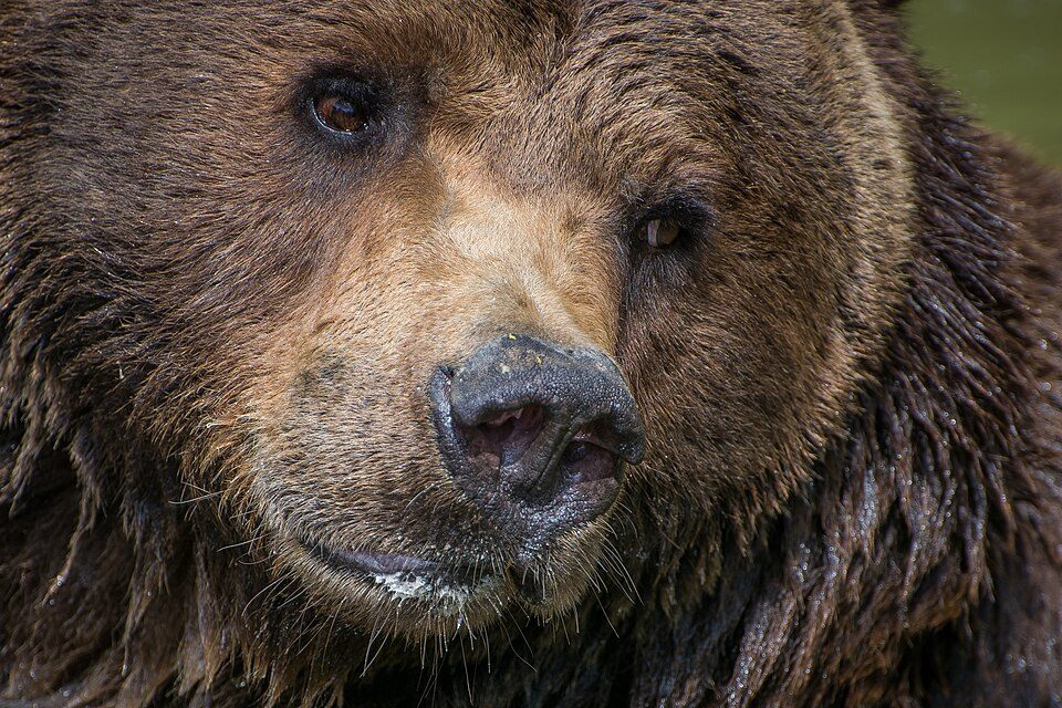 ヒグマの写真