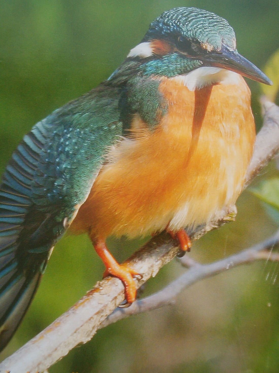 カワセミの写真