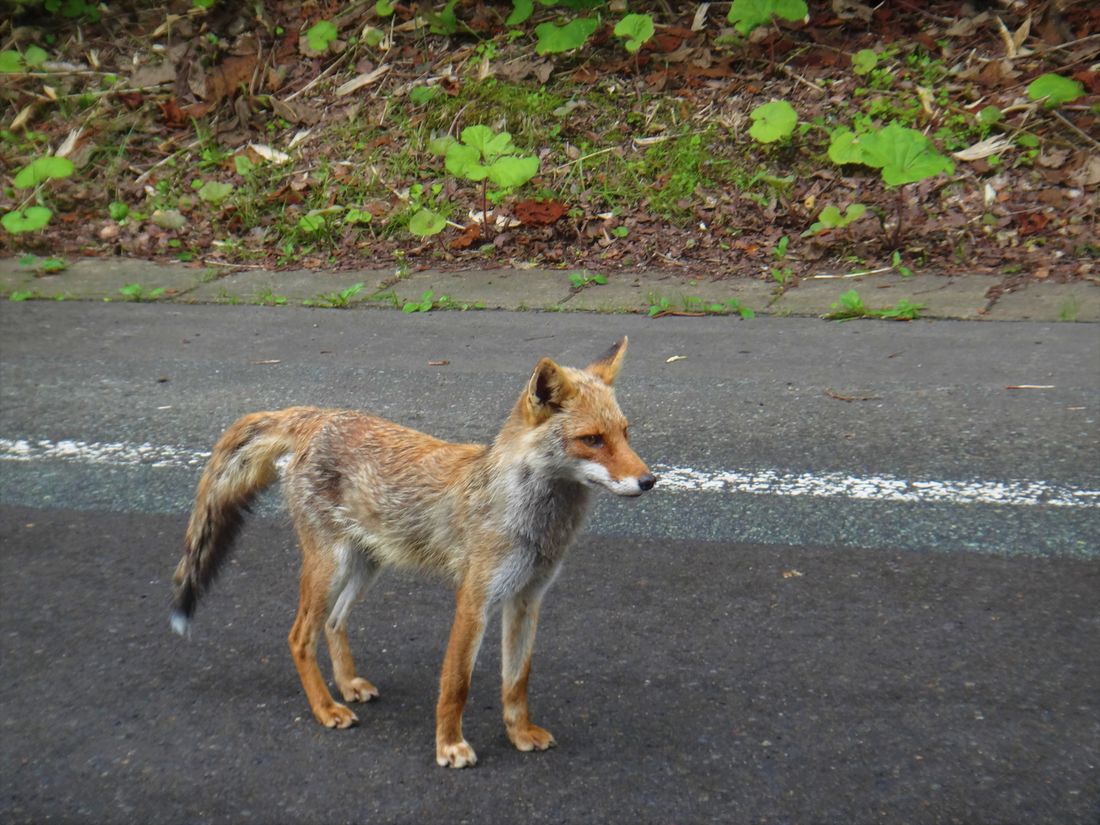 キツネの写真