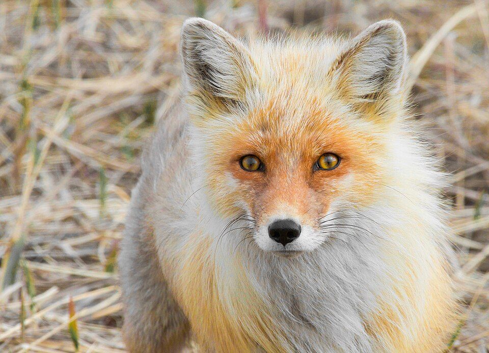 キツネの写真