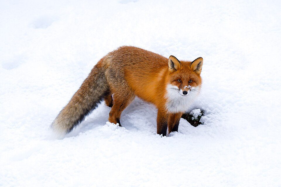 キツネの写真