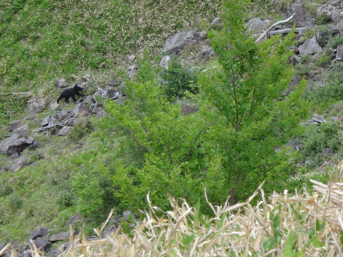 ツキノワグマの写真