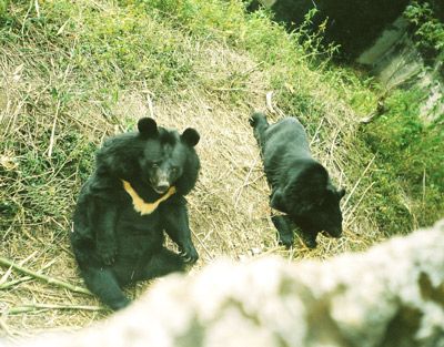 ツキノワグマの写真