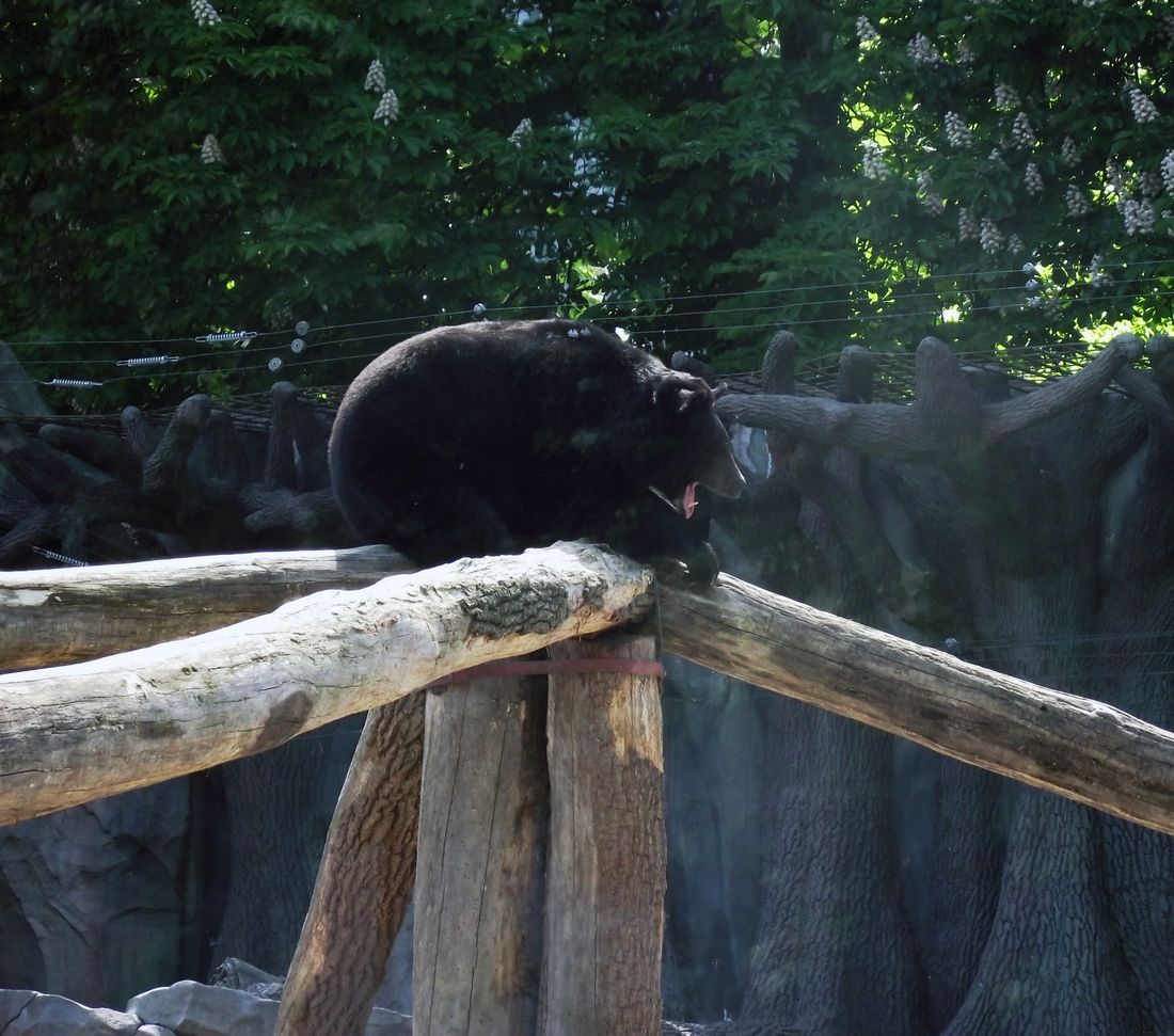 ツキノワグマの写真
