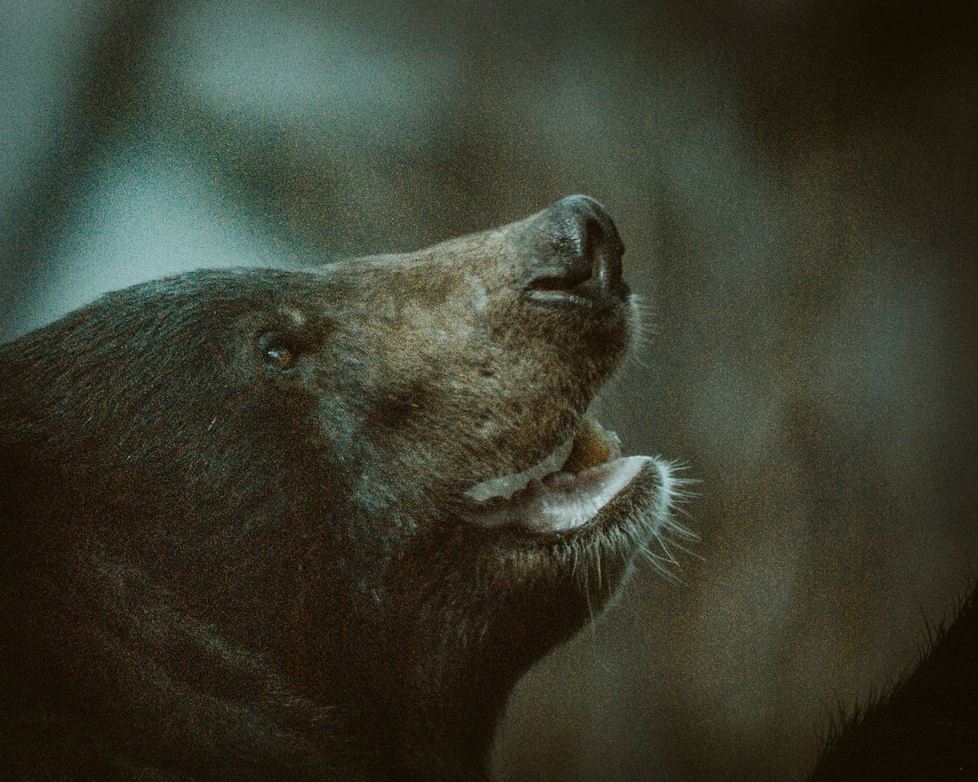ツキノワグマの写真