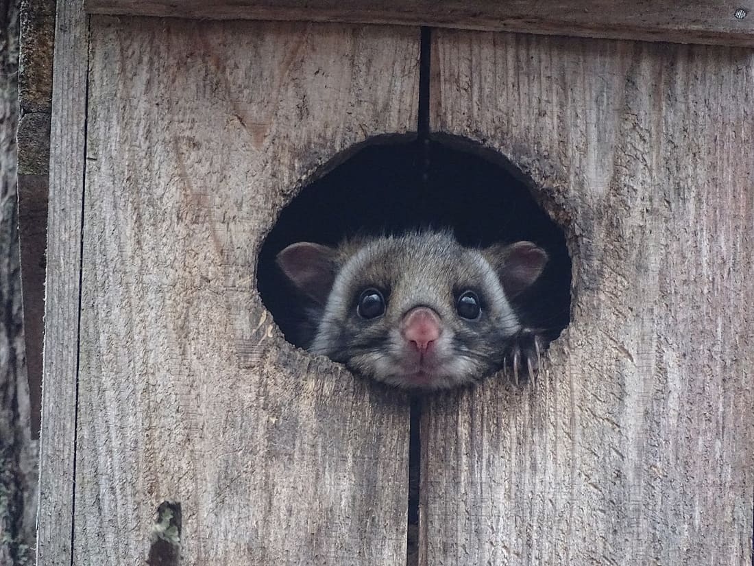 ムササビの写真