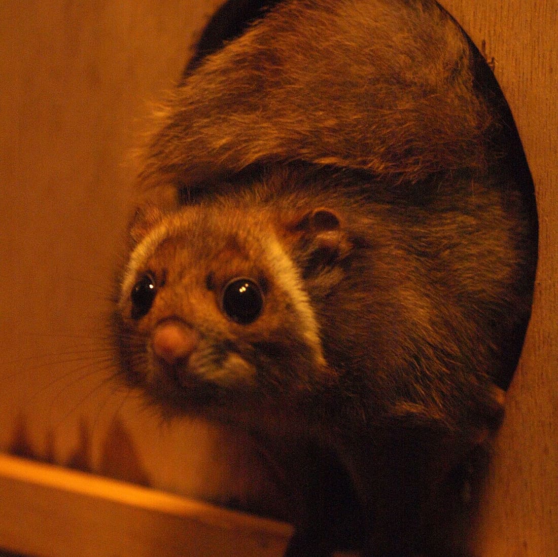 ムササビの写真