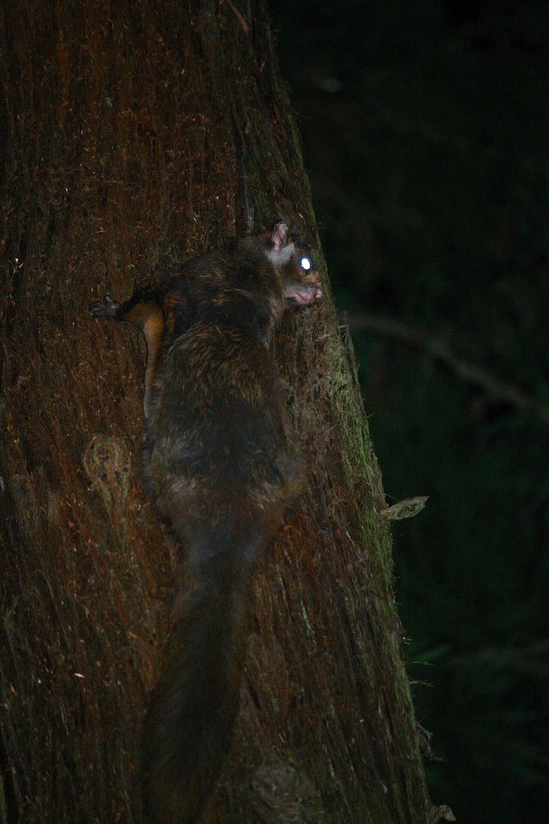 ムササビの写真