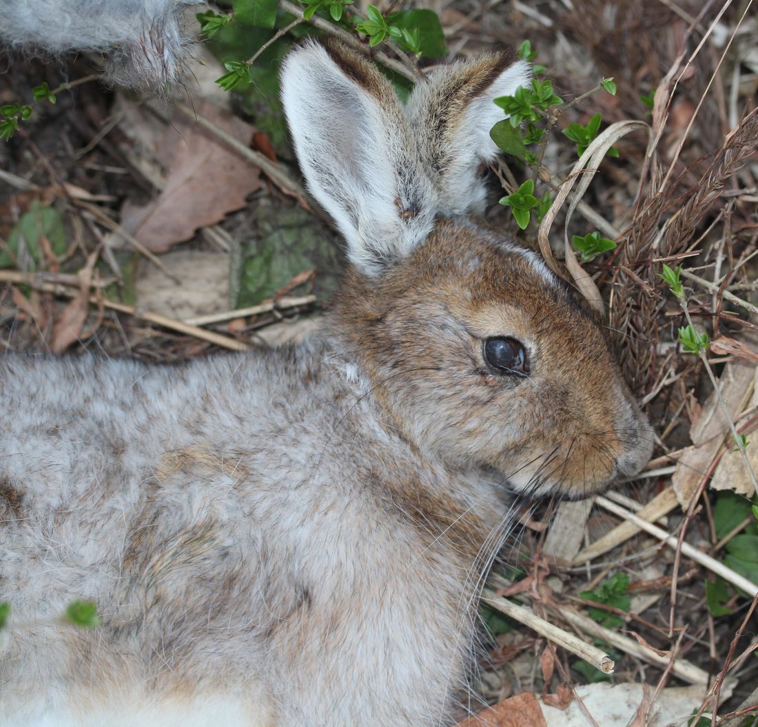 ノウサギの写真
