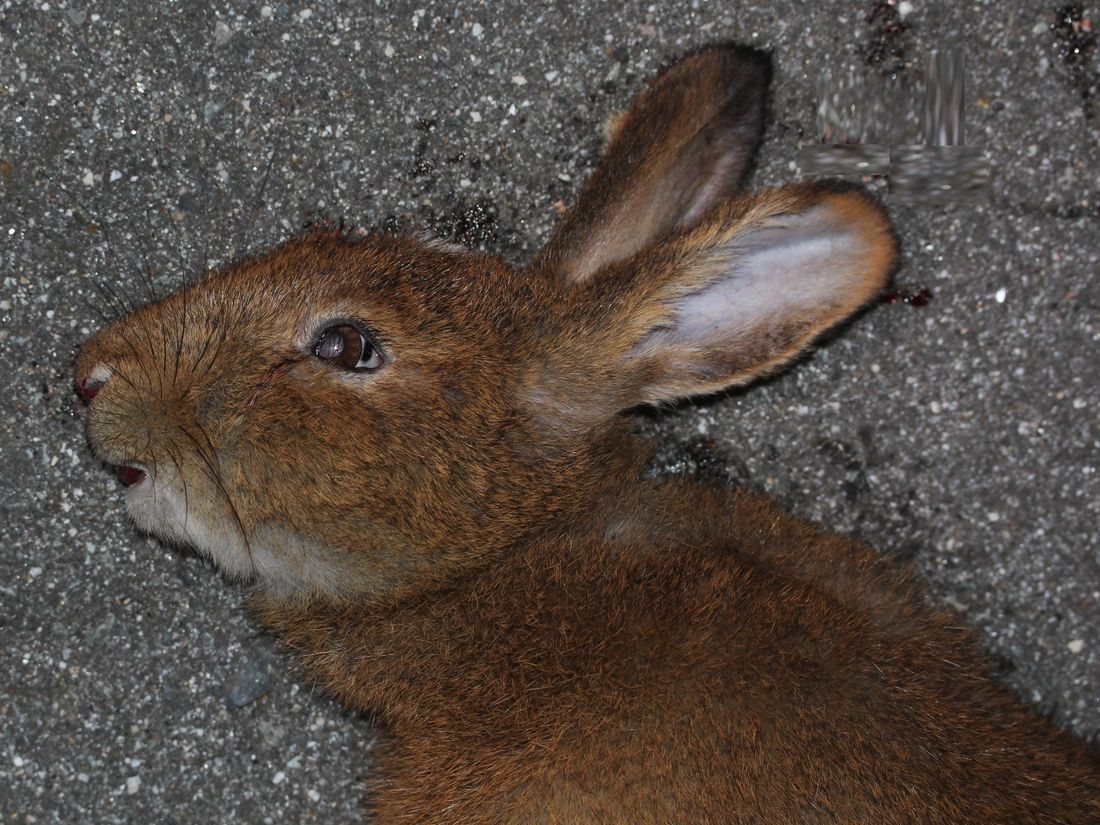 ノウサギの写真