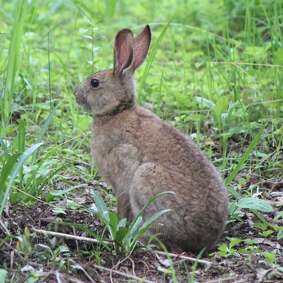 ノウサギの写真