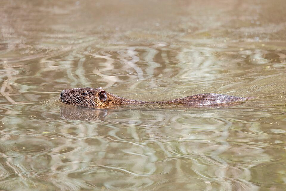 ヌートリアの写真