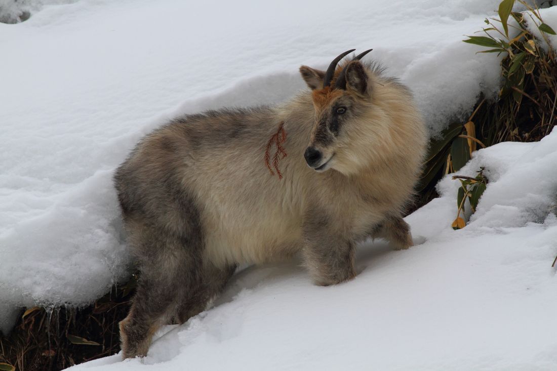 ニホンカモシカの写真