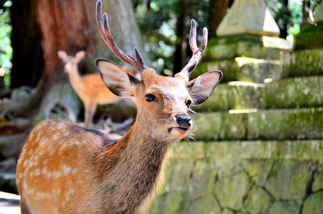 ニホンジカの写真