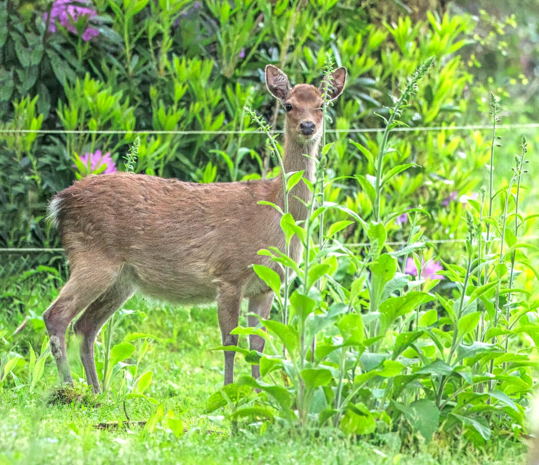 ニホンジカの写真