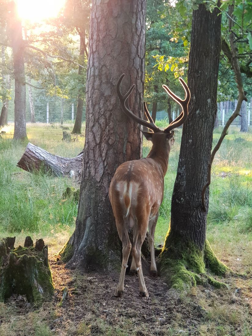 ニホンジカの写真