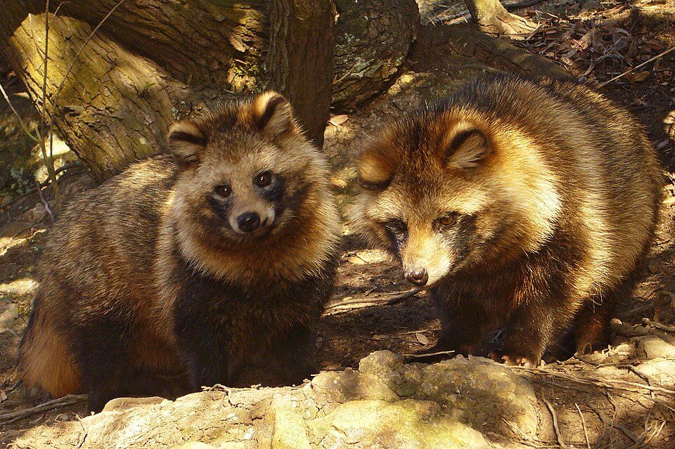 タヌキの写真