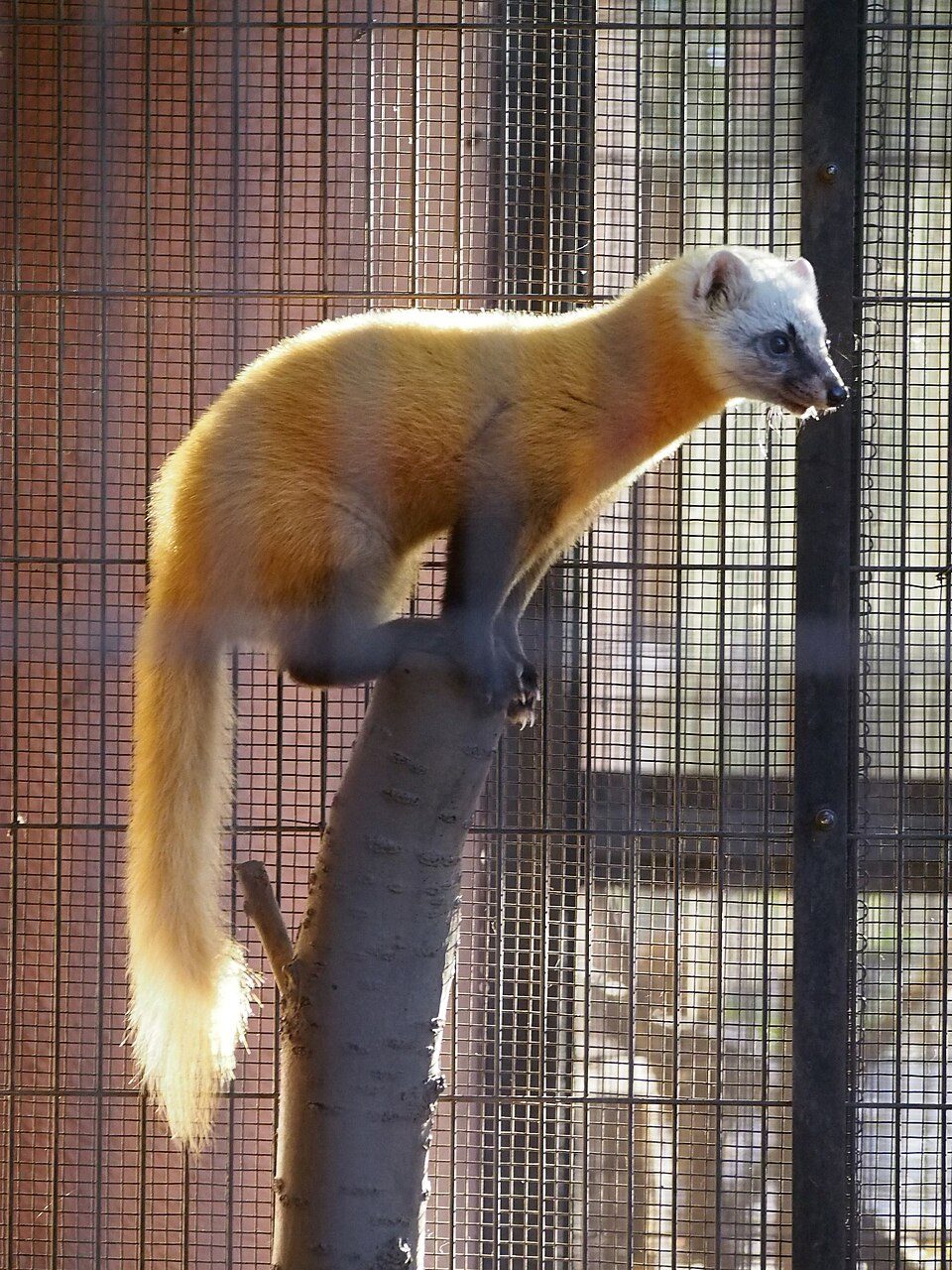 テンの写真